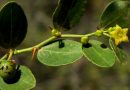 The antioxidant effect of bidara leaf / Sidr (Zizyphusspina-christi)